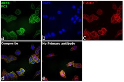 Invitrogen ARF6 Polyclonal Antibody:Antibodies:Primary Antibodies