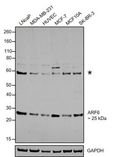 Invitrogen ARF6 Polyclonal Antibody:Antibodies:Primary Antibodies