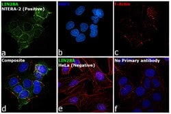 Invitrogen LIN28A Polyclonal Antibody 100 &mu;g; Unconjugated:Antibodies,