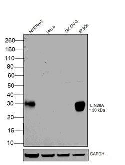 Invitrogen LIN28A Polyclonal Antibody 100 &mu;g; Unconjugated:Antibodies,