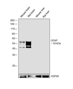 Invitrogen GFAP Polyclonal Antibody 100 &mu;L; Unconjugated:Antibodies,