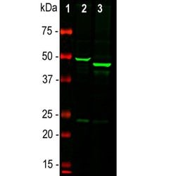 Invitrogen GFAP Polyclonal Antibody 100 &mu;L; Unconjugated:Antibodies,