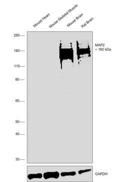 Invitrogen MAP2 Polyclonal Antibody 50 &mu;L; Unconjugated:Antibodies,