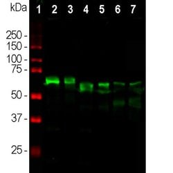 Invitrogen alpha Internexin Polyclonal Antibody 100 &mu;L; Unconjugated:Antibodies,