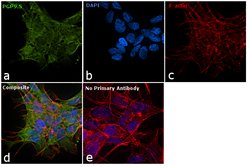 Invitrogen PGP9.5 Polyclonal Antibody 100 &mu;L; Unconjugated:Antibodies,