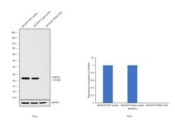 Invitrogen PGP9.5 Polyclonal Antibody 100 &mu;L; Unconjugated:Antibodies,