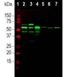 Invitrogen Peripherin Polyclonal Antibody 100 &mu;L; Unconjugated:Antibodies,