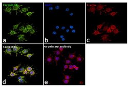 Invitrogen Coronin 1A Polyclonal Antibody 100 &mu;L; Unconjugated:Antibodies,