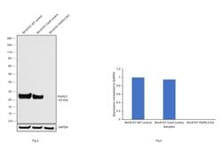Invitrogen PGP9.5 Polyclonal Antibody 100 &mu;L; Unconjugated:Antibodies,