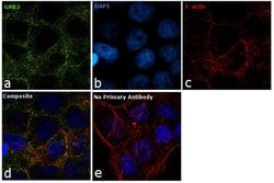 Invitrogen GRB2 Polyclonal Antibody 100 &mu;g; Unconjugated:Antibodies,