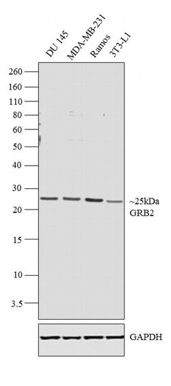 Invitrogen GRB2 Polyclonal Antibody 100 &mu;g; Unconjugated:Antibodies,
