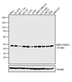 Invitrogen MEK1/MEK2 Polyclonal Antibody 50 &mu;g; Unconjugated:Antibodies,