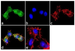 Invitrogen S1P1 Polyclonal Antibody 100 &mu;g; Unconjugated:Antibodies,
