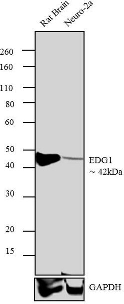 Invitrogen S1P1 Polyclonal Antibody 100 &mu;g; Unconjugated:Antibodies,