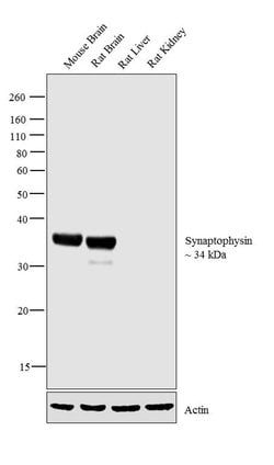 Invitrogen Synaptophysin Polyclonal Antibody 100 &mu;g; Unconjugated:Antibodies,