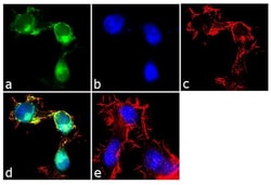 Invitrogen APS Polyclonal Antibody 100 &mu;g; Unconjugated:Antibodies,