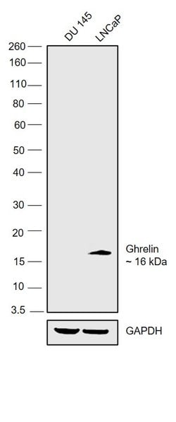 Invitrogen Ghrelin Polyclonal Antibody 100 &mu;g; Unconjugated:Antibodies,