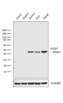 Invitrogen PAX5 Polyclonal Antibody 100 &mu;g; Unconjugated:Antibodies,