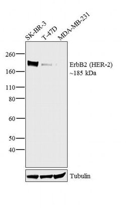 Invitrogen ErbB2 (HER-2) Polyclonal Antibody 250 &mu;g | Buy Online | Invitrogen&trade; | Fisher Scientific