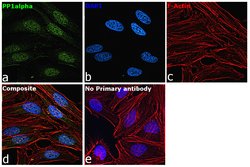 Invitrogen PP1 alpha Polyclonal Antibody 100 &mu;g; Unconjugated:Antibodies,