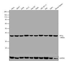 Invitrogen PP1 alpha Polyclonal Antibody 100 &mu;g; Unconjugated:Antibodies,