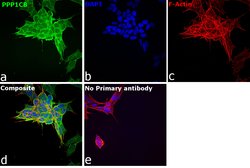 Invitrogen PP1 beta Polyclonal Antibody 100 &mu;g; Unconjugated:Antibodies,