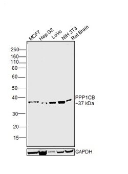 Invitrogen PP1 beta Polyclonal Antibody 100 &mu;g; Unconjugated:Antibodies,