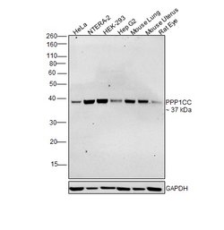 Invitrogen PP1 gamma Polyclonal Antibody 100 &mu;g | Buy Online | Invitrogen&trade; | Fisher Scientific