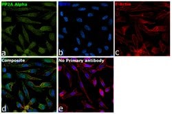 Invitrogen PP2A alpha Polyclonal Antibody 100 &mu;g; Unconjugated:Antibodies,