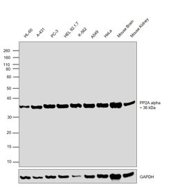 Invitrogen PP2A alpha Polyclonal Antibody 100 &mu;g; Unconjugated:Antibodies,