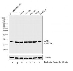 Invitrogen ARF1 Polyclonal Antibody 100 &mu;g; Unconjugated:Antibodies,