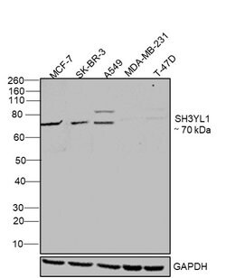 Invitrogen SIAH1 Polyclonal Antibody 50 &mu;g; Unconjugated:Antibodies,