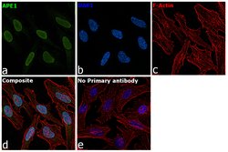 Invitrogen APE1 Polyclonal Antibody 100 &mu;L; Unconjugated:Antibodies,