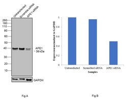 Invitrogen APE1 Polyclonal Antibody 100 &mu;L; Unconjugated:Antibodies,