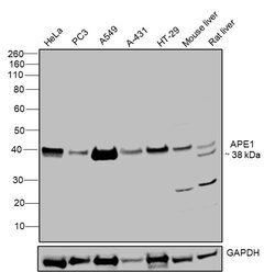 Invitrogen APE1 Polyclonal Antibody 100 &mu;L; Unconjugated:Antibodies,