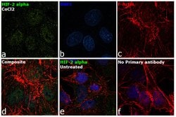 HIF-2 alpha Polyclonal Antibody, Invitrogen&trade;