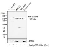 HIF-2 alpha Polyclonal Antibody, Invitrogen™