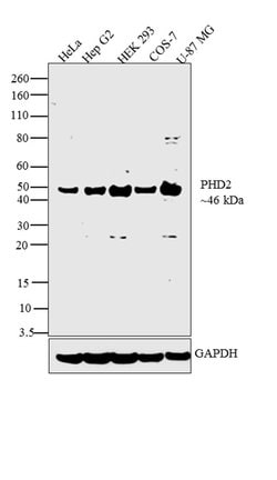 Invitrogen PHD2 Polyclonal Antibody 100 &mu;g; Unconjugated:Antibodies,