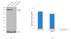 Invitrogen FANCD2 Polyclonal Antibody 50 &mu;L; Unconjugated:Antibodies,