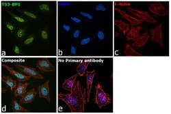 Invitrogen 53BP1 Polyclonal Antibody 100 &mu;L; Unconjugated:Antibodies,