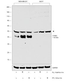 Invitrogen CYR61 Polyclonal Antibody 100 &mu;L; Unconjugated:Antibodies