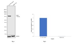 Invitrogen PINK1 Polyclonal Antibody 100 &mu;L | Buy Online | Invitrogen&trade; | Fisher Scientific