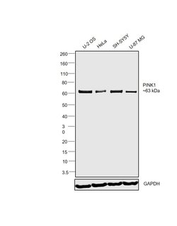 Invitrogen PINK1 Polyclonal Antibody 100 &mu;L | Buy Online | Invitrogen&trade; | Fisher Scientific