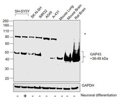 Invitrogen GAP43 Polyclonal Antibody 100 &mu;L; Unconjugated:Antibodies,