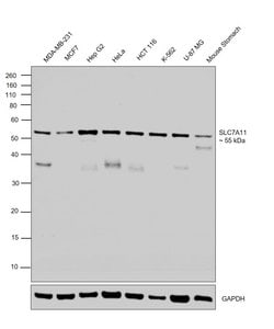 Invitrogen SLC7A11 Polyclonal Antibody 100 &mu;L; Unconjugated:Antibodies,