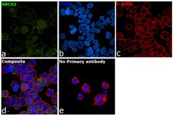 Invitrogen ABCA1 Polyclonal Antibody 100 μL; Unconjugated:Antibodies,