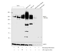 Invitrogen ABCA1 Polyclonal Antibody 100 μL; Unconjugated:Antibodies,