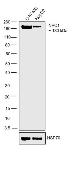 Invitrogen NPC1 Polyclonal Antibody 100 &mu;L; Unconjugated:Antibodies,
