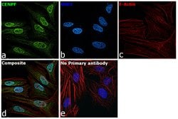 Invitrogen CENPF Polyclonal Antibody 100 &mu;L; Unconjugated:Antibodies,