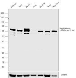 Invitrogen NUMB Polyclonal Antibody 100 &mu;L; Unconjugated:Antibodies,